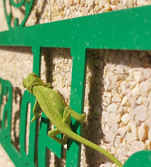 Caméléon sur panneau