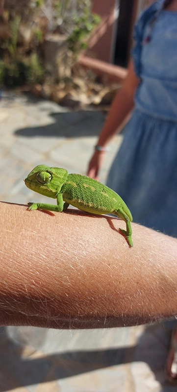 Garçon avec caméléon